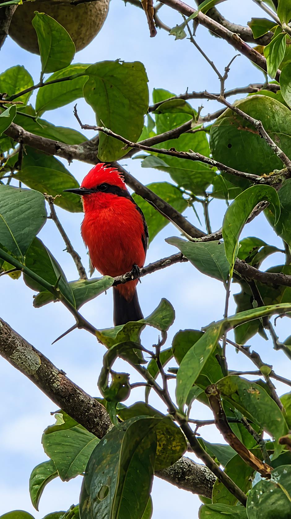 Fauna y Apicultura